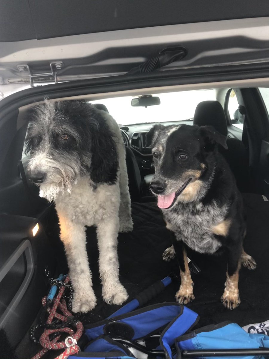 Ozzy_Giller's tweet photo. I’m sporting an icy beard after my walk with @hanzgoh, @jim_lorenzen, #TwitterlessSpy and #BarleyTheHunter at #MaumeeBayPark #dogsoftwitter #DogPals https://t.co/pFn7D6UgP9