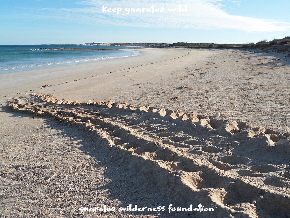 turtlesgnaraloo's tweet photo. Sea turtles NEED healthy sand dunes and beaches. These pristine areas with their important heritage history now have some scars because of 4W driving which won’t just ‘blow over’ and will remain there for a long time. Please read here: https://t.co/PfSDvICtSq https://t.co/0ZutJNApYa