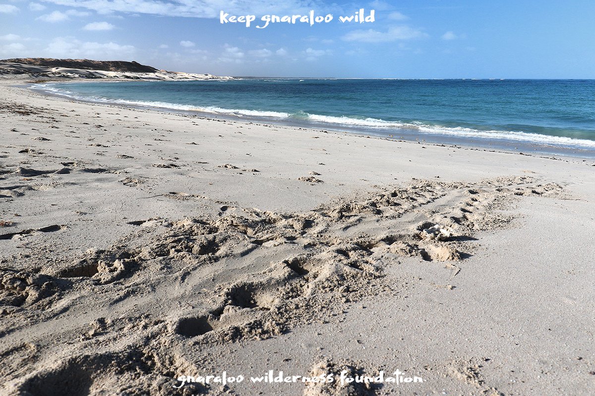 Sea turtles NEED healthy sand dunes and beaches. These pristine areas with their important heritage history now have some scars because of 4W driving which won’t just ‘blow over’ and will remain there for a long time. Please read here: gnaraloo.org/gnaraloo-cape-…