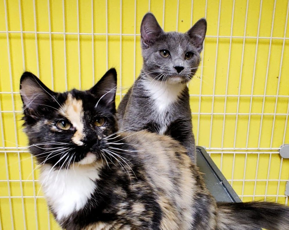 FamousFido1's tweet photo. We have 2 lucky kittens at Famous Fido who were saved from the winter storm! They are looking for a family to adopt them together and give them a forever home. Of course we named them Winter and Storm! #animalrescue #WinterStorm #Chicago #kittens https://t.co/uTaRN2dt5M https://t.co/N23lGkDCqx
