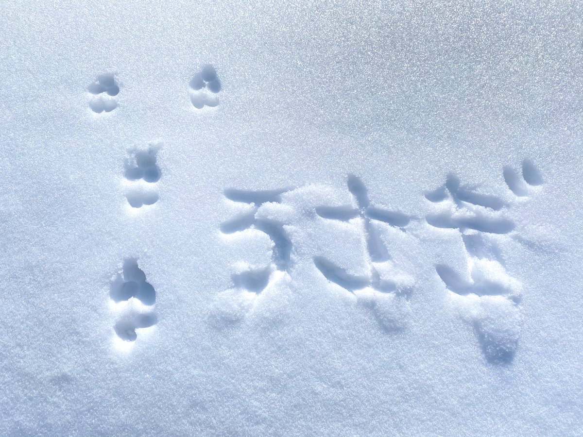 にこの里山 Good Morni Ng うさぎなの きらきらした雪はずっと眺めれちゃうもんで 朝から棒立ち呆然 足跡 雪 白銀