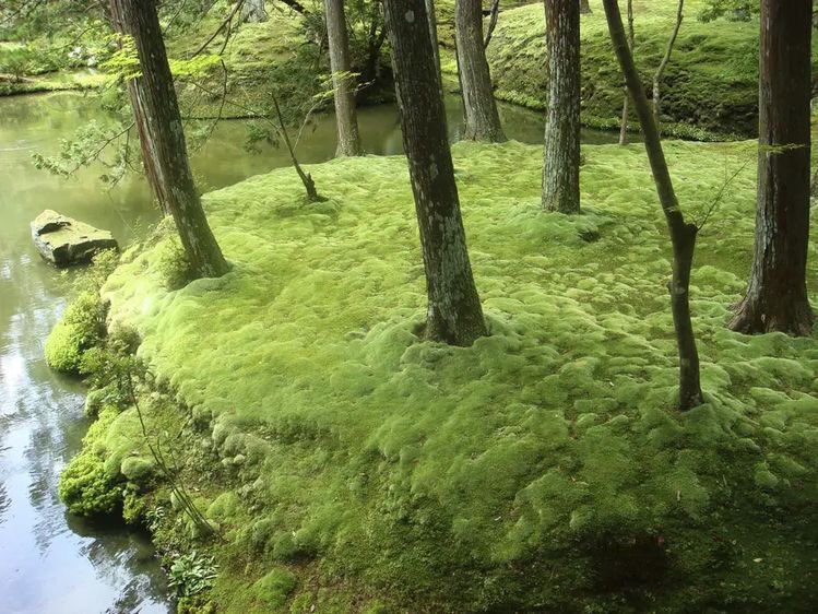 hayatogf's tweet photo. A thread of Haru Katou as moss SHUT UP IT MAKES SENSE https://t.co/SUdZPTh8Mp
