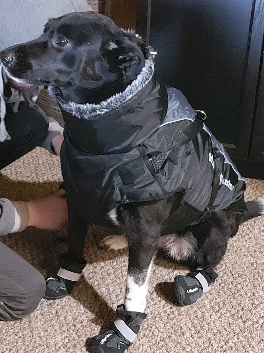 TAS_Youtube's tweet photo. Seeing Abby in her New Winter Coat and Booties is SOOOOO heart warming, Though Abby is NOT liking it AT all! #DogProbs https://t.co/r7MP6DYhsj
