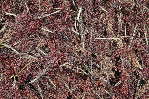 GlobalPlantGPC's tweet photo. Surprising trove of sorghum diversity discovered in Australia — but it’s disappearing fast https://t.co/iN5eZHsjvC via @MonashUni @BiovIntCIAT_eng #agriculture https://t.co/HkrBNpha9t