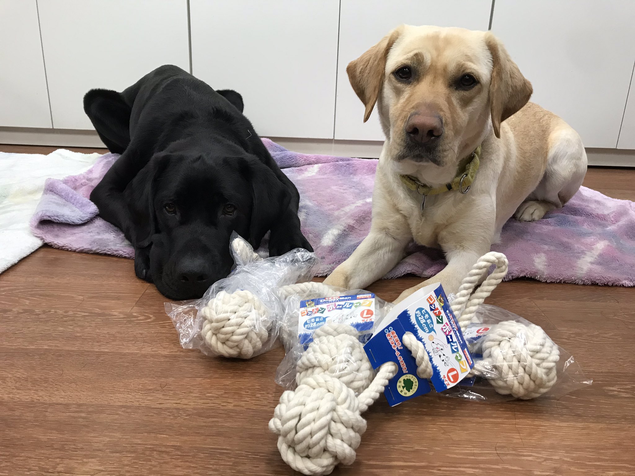社福 日本介助犬協会 On Twitter またまたamazon欲しいものリストより プレゼントが届きました いつもありがとうございます コットンボールループ オン ジュリちゃん 介助犬