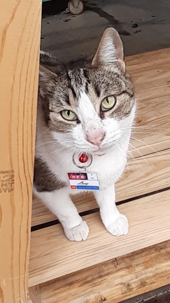 RealAflo's tweet photo. After 6 years Lucy finally became a official H-E-B partner. Thank you for keeping Texas backyard rodent free. @HEB https://t.co/r1EpXA59rw