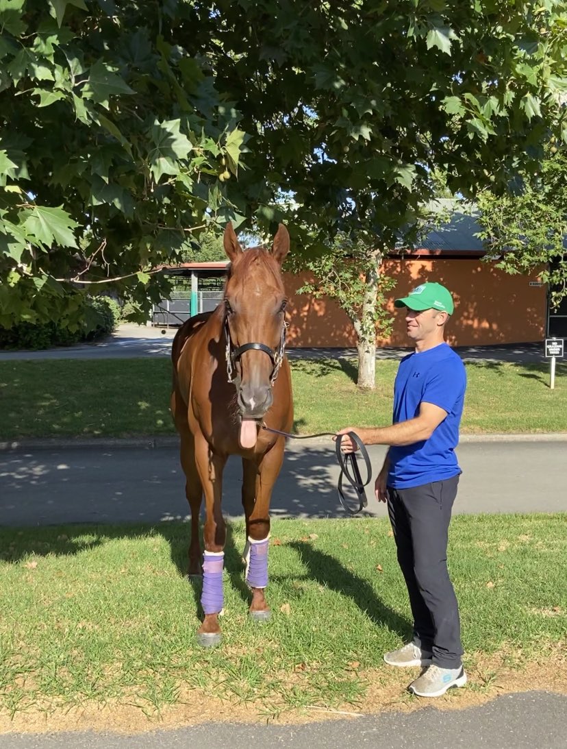 cwallerracing's tweet image. Nature Strip is back in Sydney with his next run likely to be the Challenge Stakes, however the Newmarket isn’t off the cards. We are keeping all options open and will be making a decision next week.
