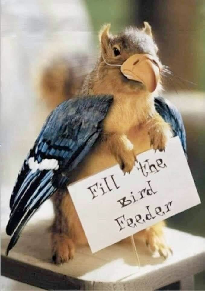 afmullen's tweet photo. a friend posted this picture of a squirrel in a bird costume on facebook and said someone should stat it up, so, https://t.co/EJr1ZmOkaQ