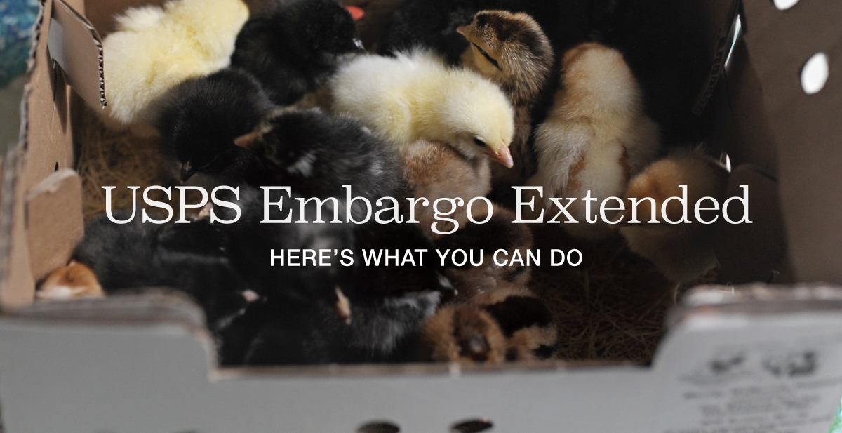 MurrayMcMurray's tweet image. The hatcheries and bird shippers need your help. Please follow this link to learn how: mailchi.mp/mcmurrayhatche… #pleaseshare