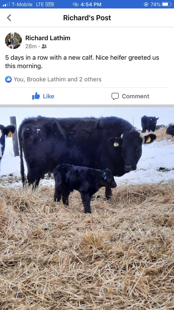 farmfreshnw's tweet photo. 5 Days, 5 Calves https://t.co/H95sUs2fzR