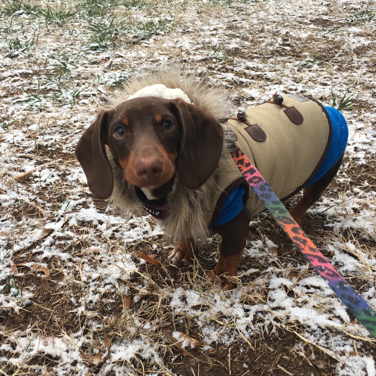 otto’s first snow (january 6, 2017)