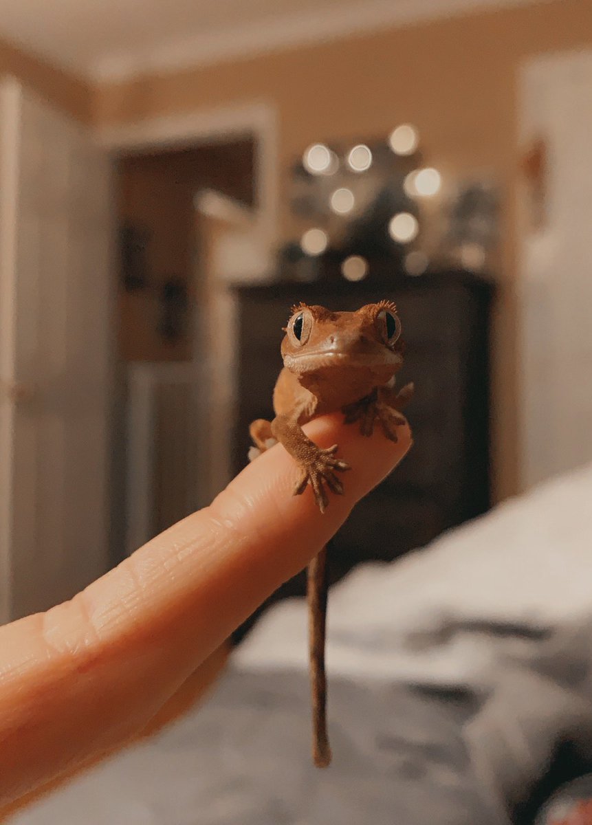🦎