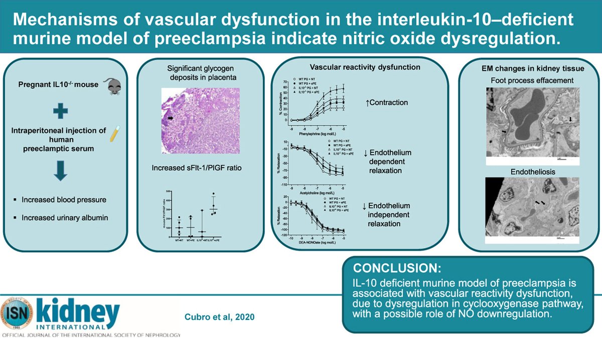 Kidney International (@kidney_int) on Twitter photo Vascular dysfunction in #IL_10 deficient mice indicate NO dysregulation
doi.org/10.1016/j.kint…
<a href="/GarovicVesna/">Vesna Garovic</a> <a href="/MayoClinicNeph/">Mayo Clinic Nephrology</a> Vascular dysfunction in #IL_10 deficient mice indicate NO dysregulation
doi.org/10.1016/j.kint…
<a href="/GarovicVesna/">Vesna Garovic</a> <a href="/MayoClinicNeph/">Mayo Clinic Nephrology</a>