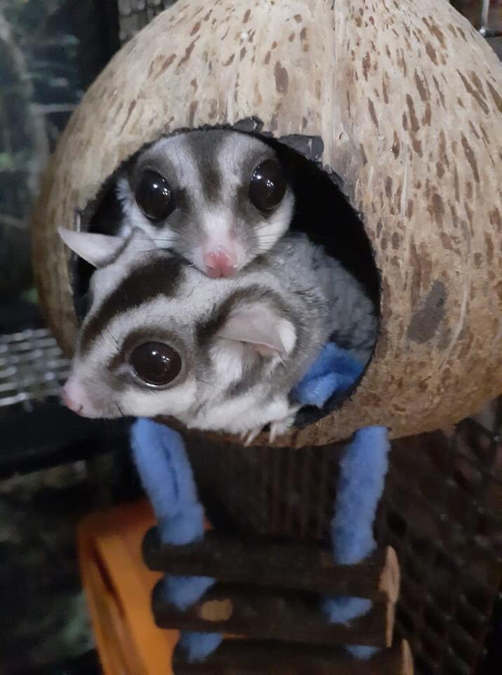 sugar glider coconut