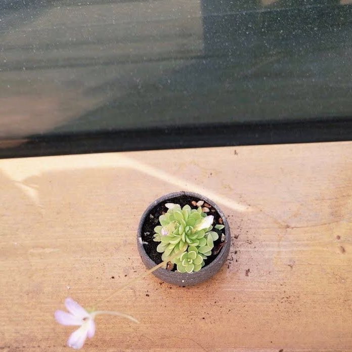 Hey Namjoon. I know you know the meaning of succulent to refer to your plant chingus, but me, being an ESL teacher would love to introduce you to other meanings of this word.  #multiplemeaningwords