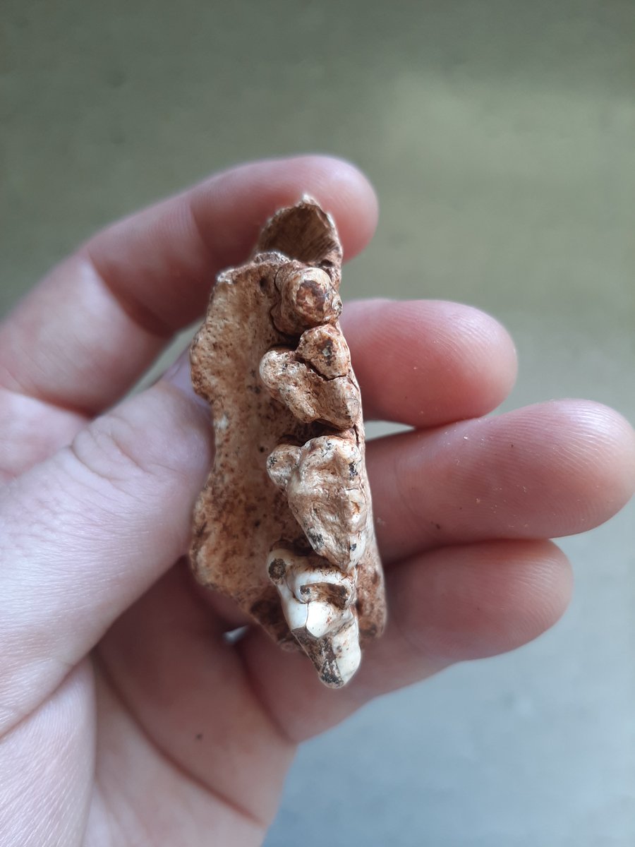 TheFatWombat's tweet photo. A very LARGE extinct megafaunal version of the Tasmanian Devil. This specimen is a maxilla of Sarcophilus laniarius, found in a cave in central New South Wales. It's around 30% bigger than the modern Tassie Devil. 
#Megafauna #IceAge #FossilFishWeek https://t.co/OYER6ElYfv