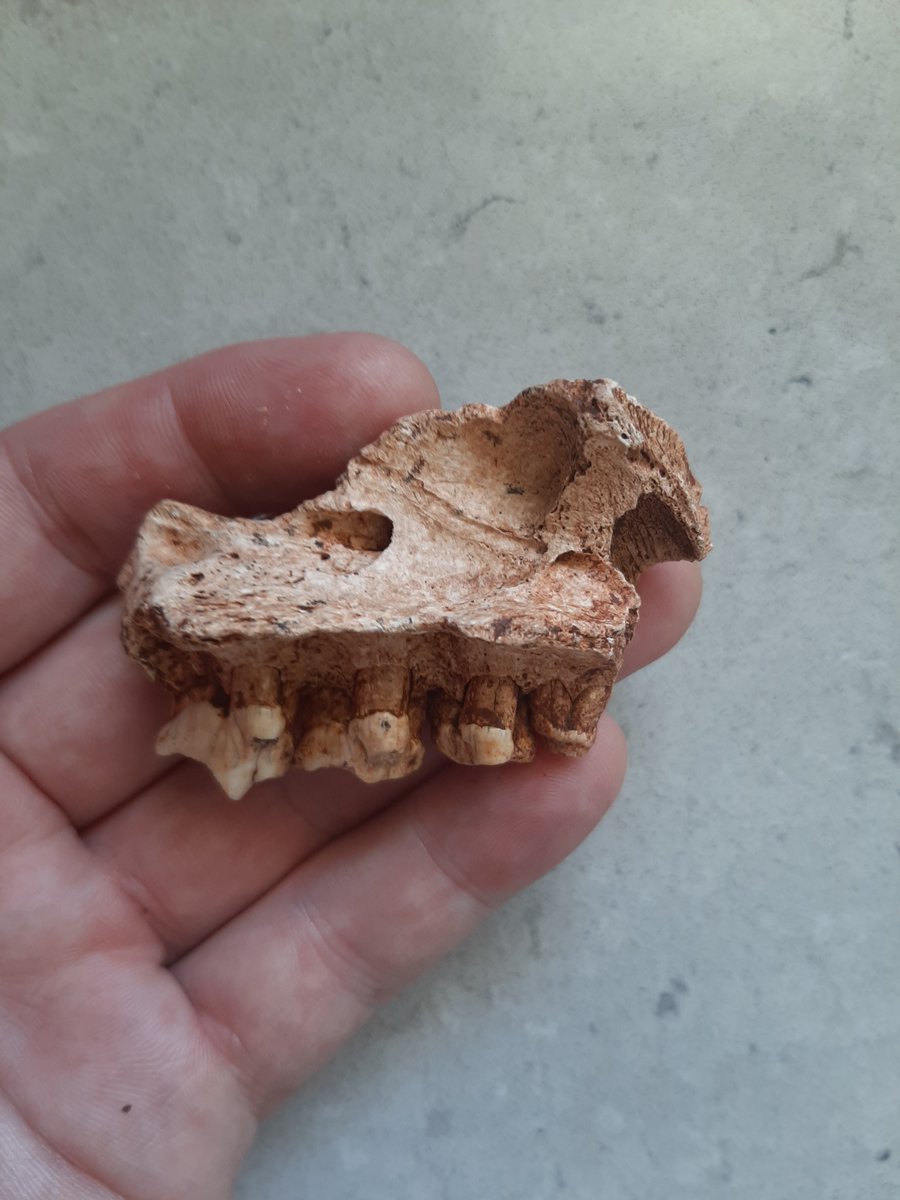 TheFatWombat's tweet photo. A very LARGE extinct megafaunal version of the Tasmanian Devil. This specimen is a maxilla of Sarcophilus laniarius, found in a cave in central New South Wales. It's around 30% bigger than the modern Tassie Devil. 
#Megafauna #IceAge #FossilFishWeek https://t.co/OYER6ElYfv