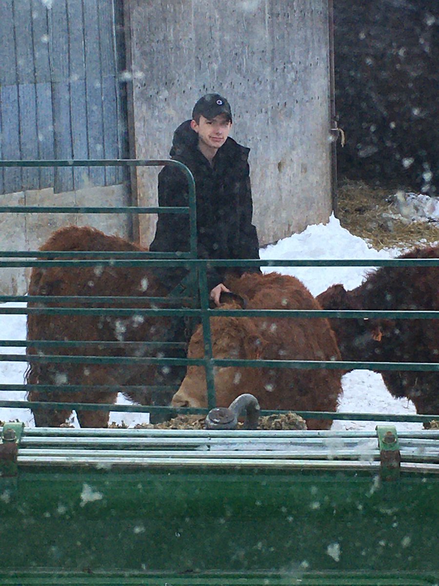 Jake has worked his magic and made one of our replacement heifers pretty docile! 💗