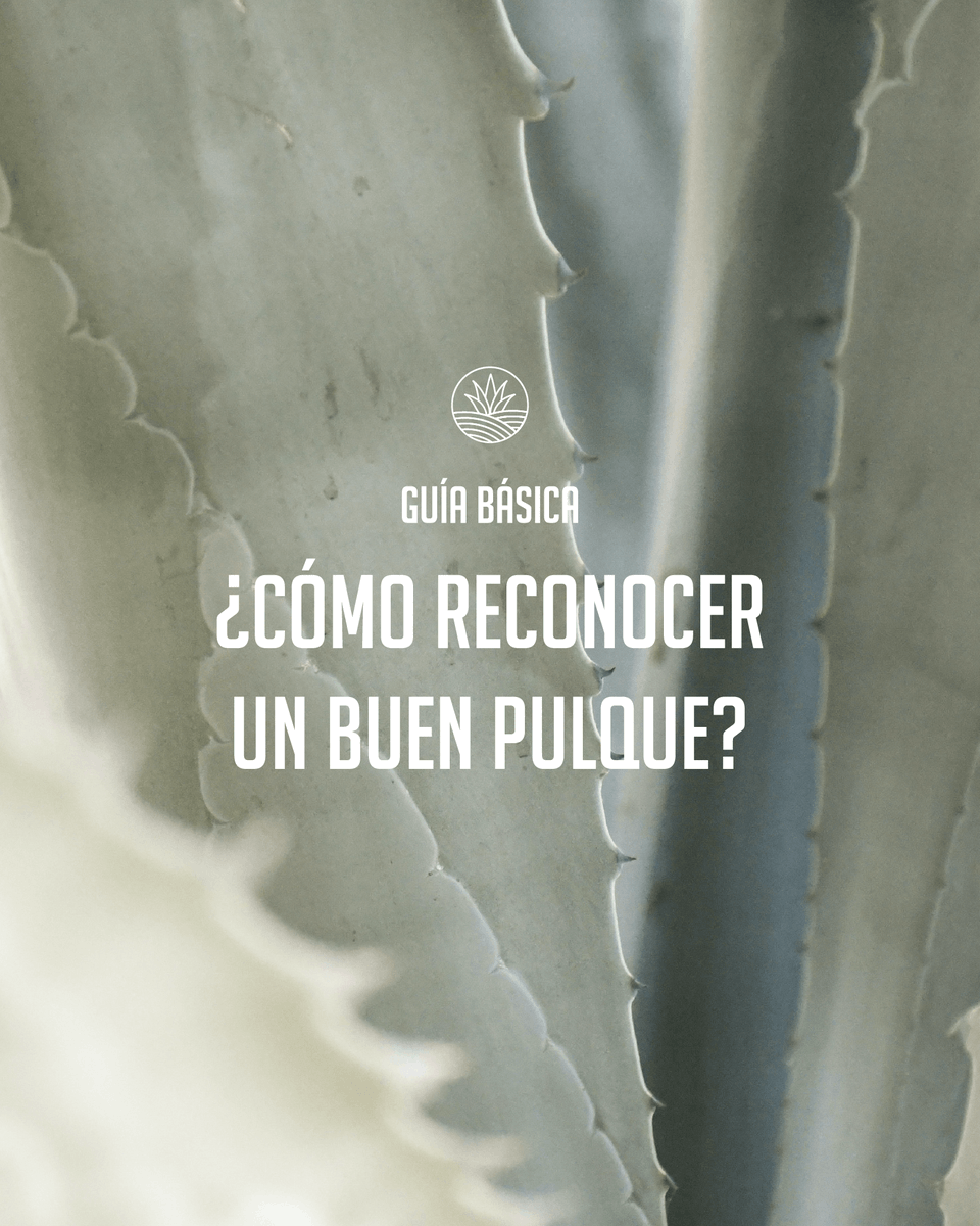 xpendiopulquero's tweet photo. ¿Te gustaría aprender a identificar un pulque de calidad?

Acá te dejamos una guía básica con los aspectos a considerar para aprender a diferenciar entre un buen pulque y otro sintético o de mala calidad. https://t.co/9tN31v7Z3k
