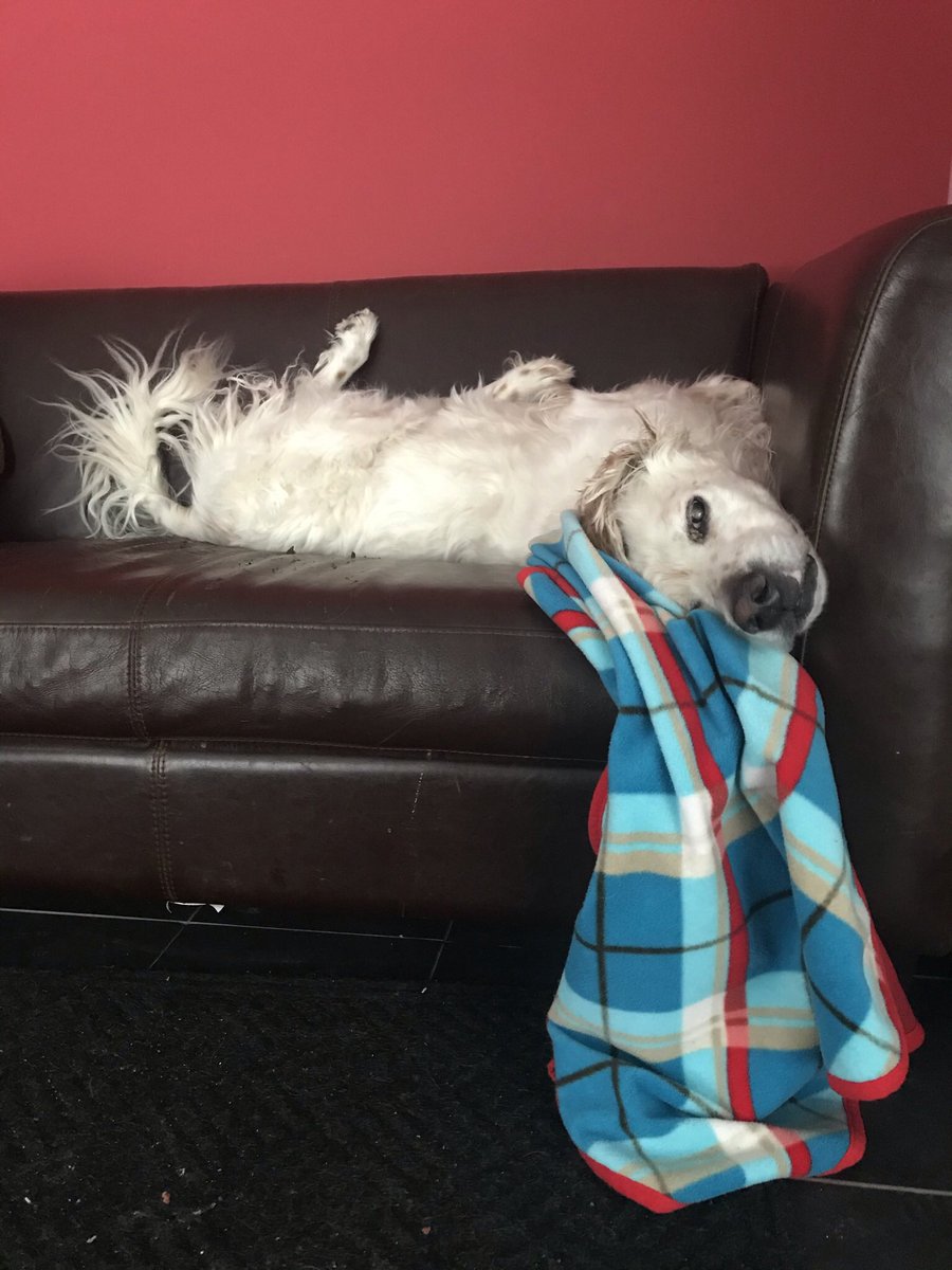RunDiverCar1888's tweet photo. Chomedey, you’re so vogue
#mamyfacesofchomedey #sillypuppy #SetterSleepingStyle https://t.co/qc89e2lJuF