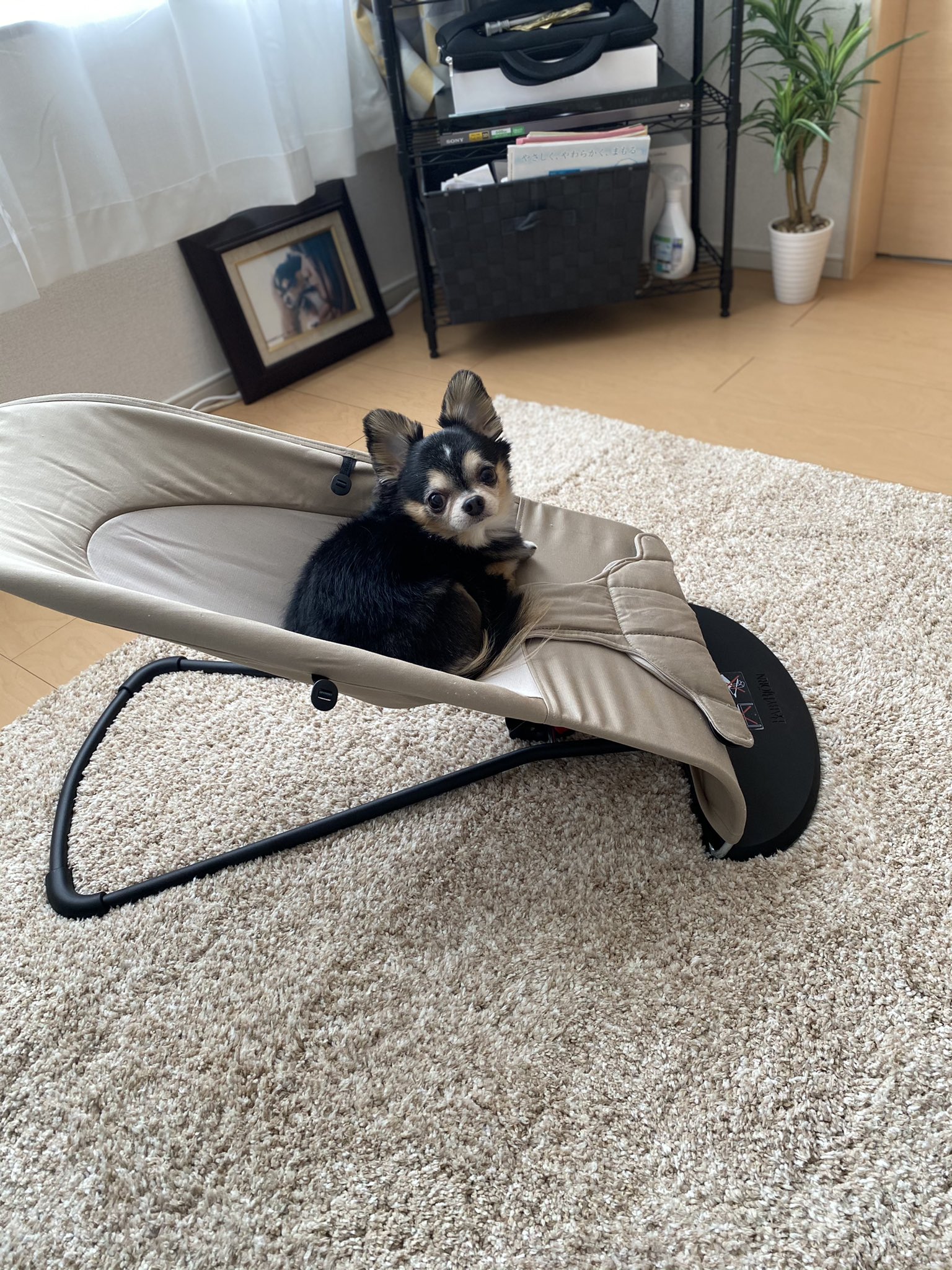 テトu X U 赤ちゃん用のバウンサーに とうとう座っちゃった 気になってたのかな うらやましいな 乗りたいな てきな チワワ 犬 Dog Dogs T Co List4qnzsy Twitter