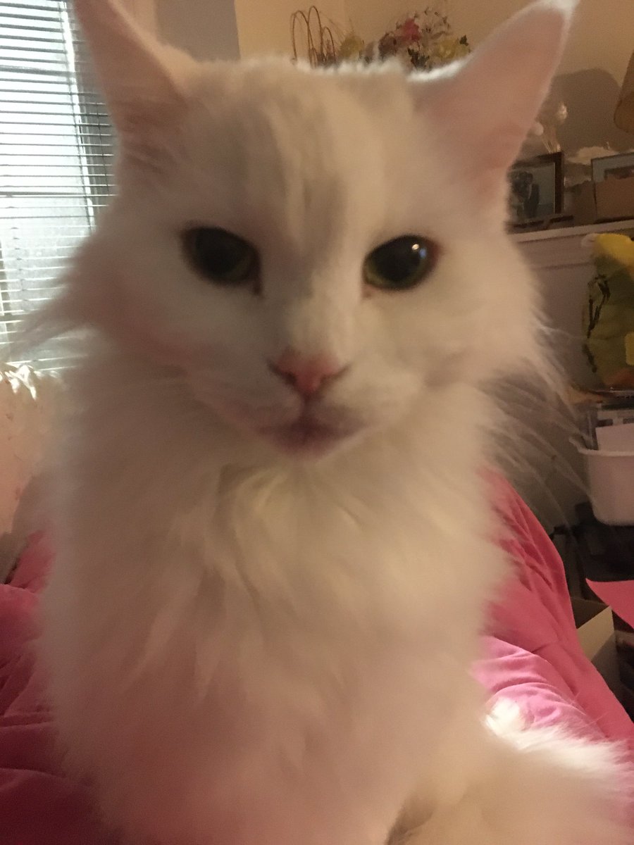 PaulKenn9's tweet photo. Move the 3rd is about to start #Leafsforever #leafs # tmltalk #leafs #catlife #moveB #wheresyourLeafJersey https://t.co/eaSCIW01am