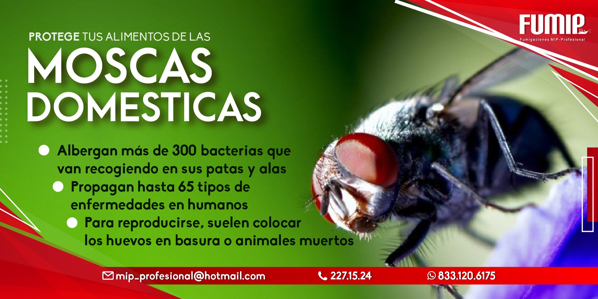 Fumigaciones MIP Profesional on Twitter: "➡️Las moscas transportan hasta más de 300 gérmenes que van recogiendo y propagando hasta 65 tipos de enfermedades. ✓Protege alimentos de las moscas! 🪰🪰🪰 ¡Comunícate con