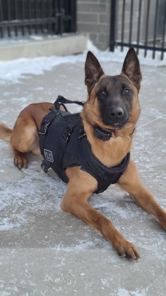 SPSCanine's tweet photo. #psdbenny assisted patrol members by locating evidence in relation to an armed robbery today! https://t.co/5MdOy8Ozzw