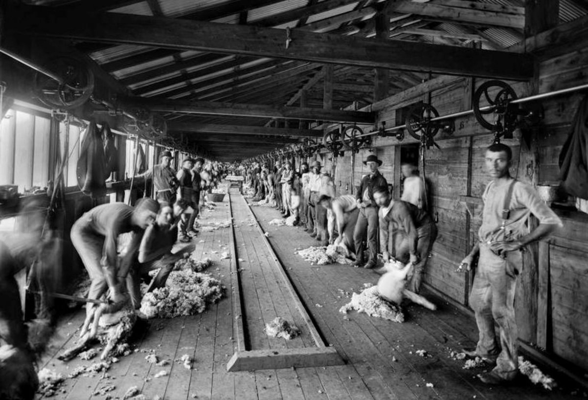 QualityWool's tweet photo. 101 powered #shearing stands ✅ 
Rail tracks to take away the wool ✅
A record #wool clip of 5000 bales in 1884 ✅

What an enterprise Burrawang Station NSW was!

Thanks to the 𝗟𝗼𝘀𝘁 𝗡𝗮𝗿𝗿𝗮𝗻𝗱𝗲𝗿𝗮 Facebook page for this piece of wool history. https://t.co/dyfwsdMFrY