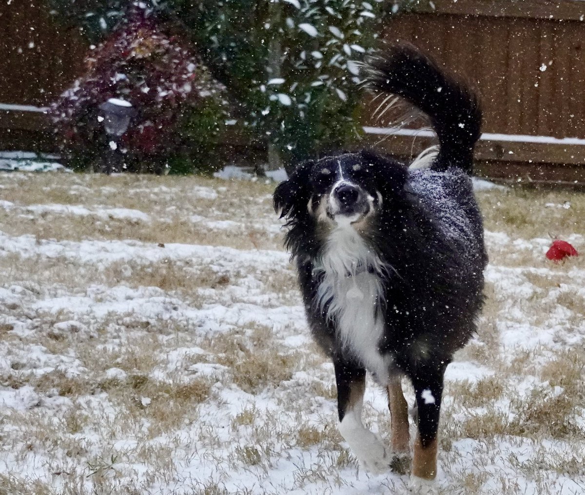 Our 2 1/2 year old rescue loves the snow!  I think she wants to move to Alaska! 💙 #Snowmageddon2021 #snowvid2021 <a href="/OakHillsFree/">Oak Hills Community Church</a>