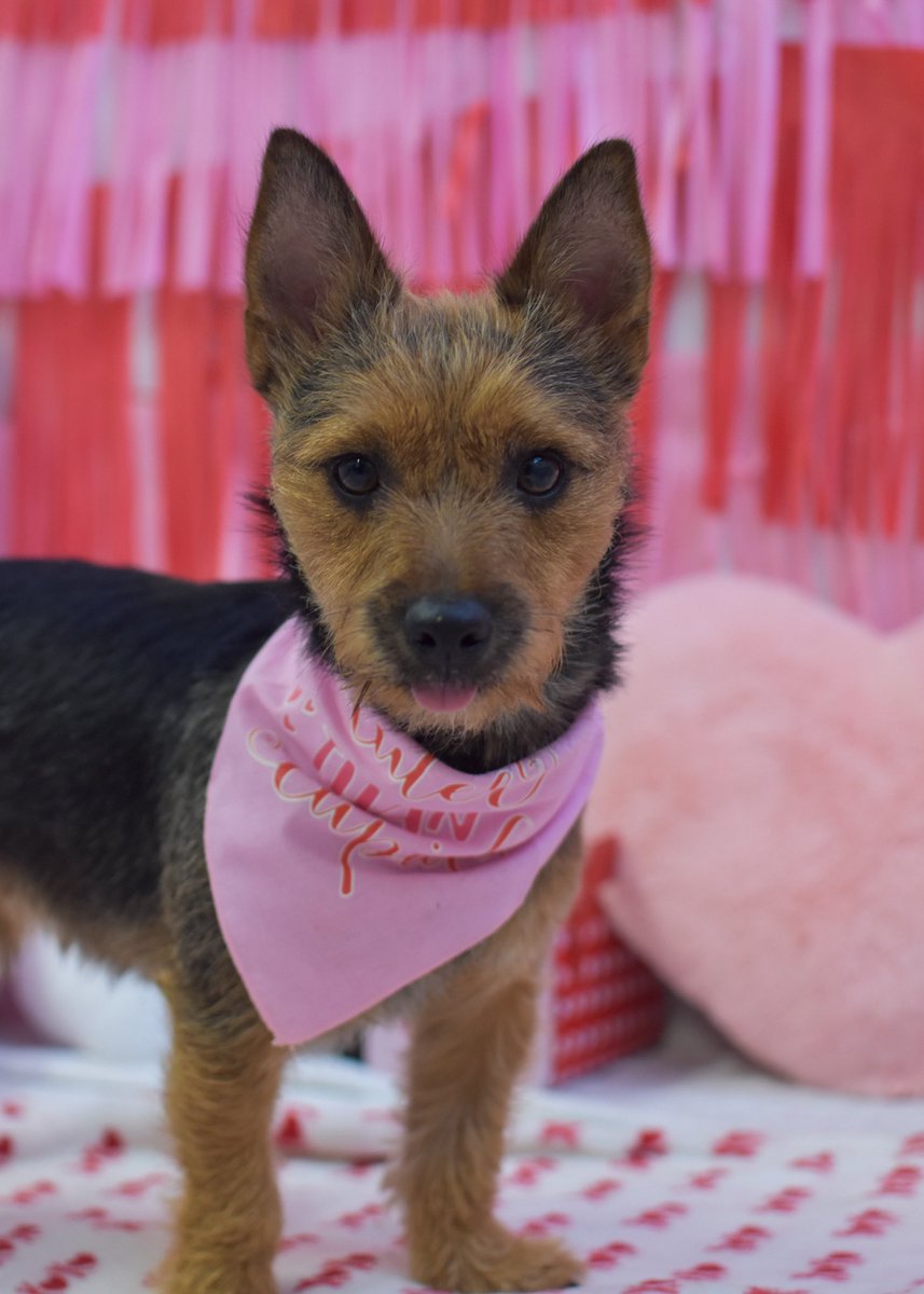 Jessica Royce Fischoff (@jroycepoet) on Twitter photo So <a href="/poetic_moni/">Monica Prince—ROADMAP AVAILABLE NOW!</a> posted about Vday thirst traps, and all I can offer you is this 15 lb #rescuedog So <a href="/poetic_moni/">Monica Prince—ROADMAP AVAILABLE NOW!</a> posted about Vday thirst traps, and all I can offer you is this 15 lb #rescuedog