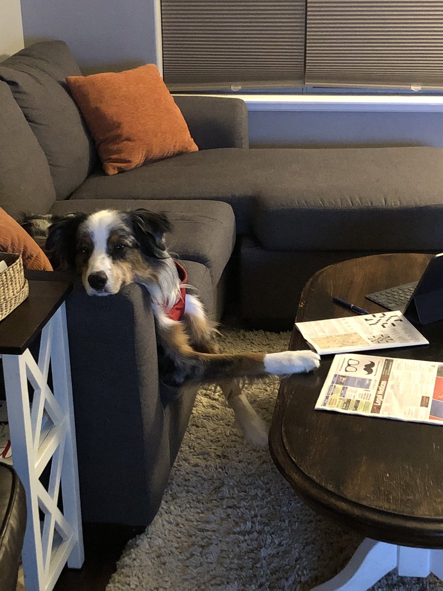 jaminwestby's tweet photo. Come sit down master, we need to talk about my food intake. I am not pleased.
#aussieshepard #negotiation https://t.co/9fdDeR0gZo