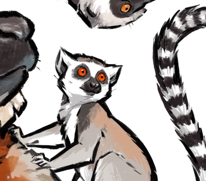 With lemurs especially it's like "...yeah that's clearly Hapalemur griseus ranomafanensis ACCURATE SUBLINGUA AND TOOTH COMB" to "what animal was this originally supposed to be again, is it Marsupilamickey" #AnimalArtistsUnite 