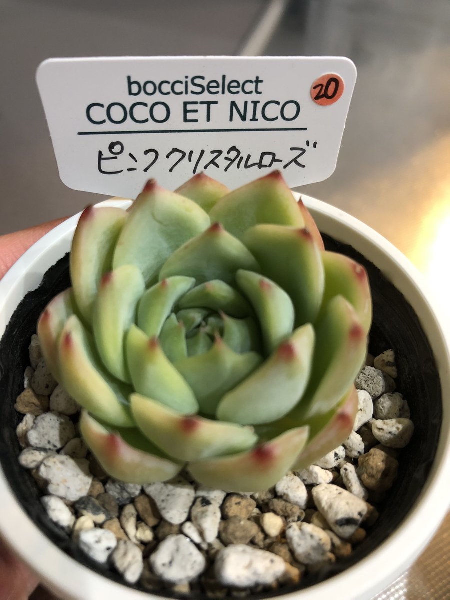 オムギガ 去年の夏購入した我が家の1番高いコ といっても00円ですが これ以上はなかなか手が出せない 見比べると大きくなってる 多肉植物 ピンククリスタルローズ オムギガ 去年の夏購入した我が家の1番高いコ といっても00円ですが これ以上はなかなか手が出せない 見比べると大きくなってる 多肉植物 ピンククリスタルローズ