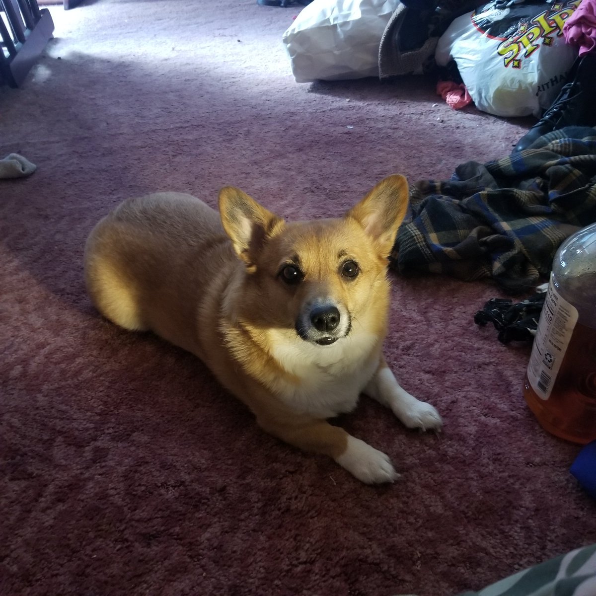 rdbrunner75's tweet photo. Baby Peach.  Corgi love.. https://t.co/VxcTTplWcI