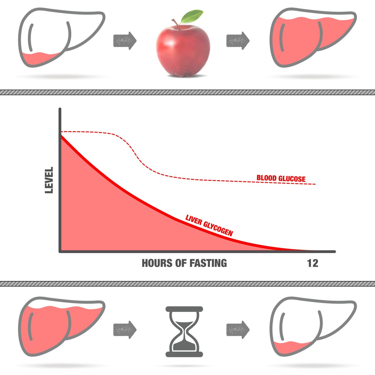 No—to regulate glucose, the liver sucks incoming dietary glucose out of the bloodstream and then slowly buffers it out over 12-24 hours, after which it is in its default state of mostly EMPTY (in case of more incoming dietary glucose) and performing gluconeogenesis (and ketosis).