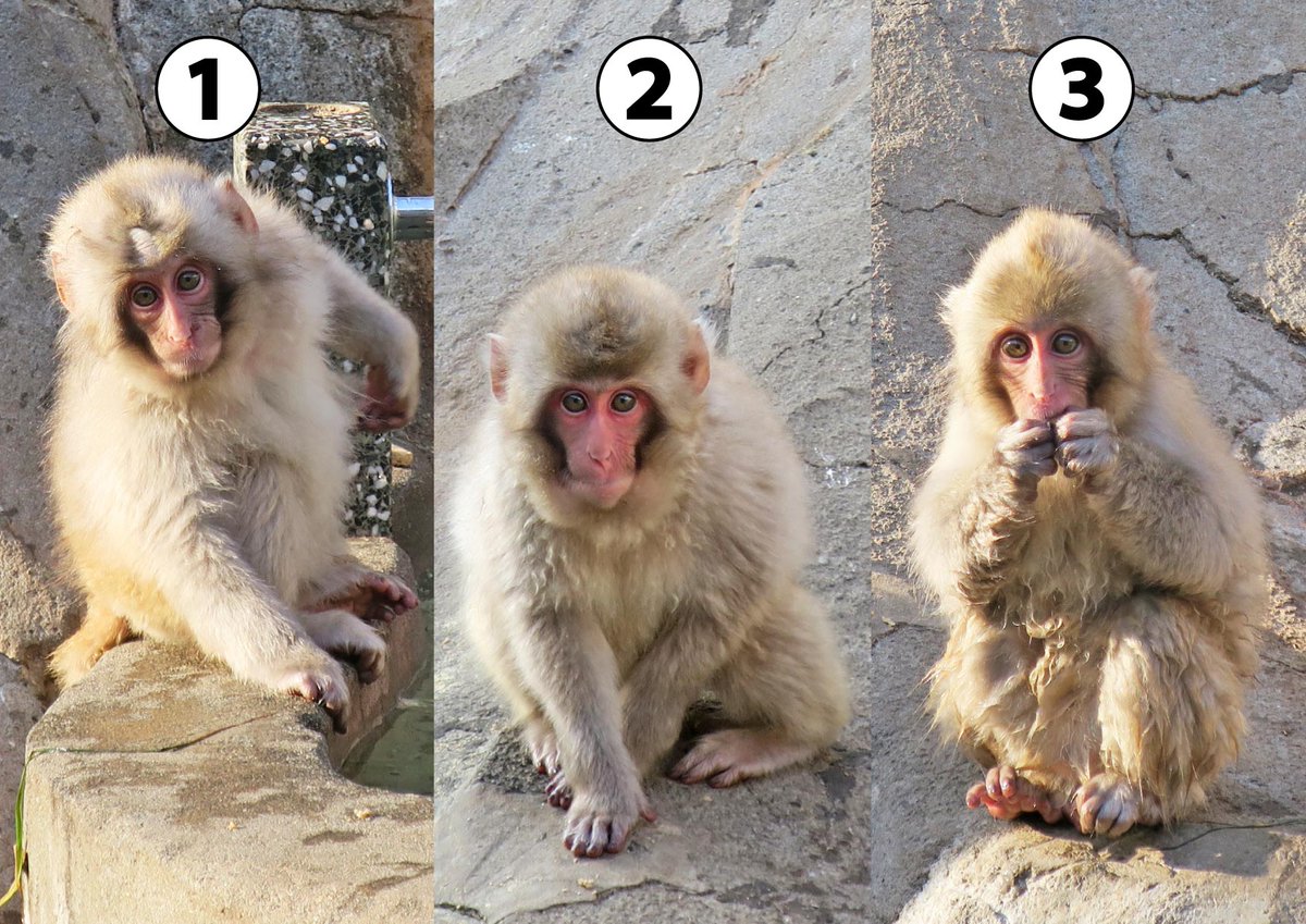 サル山クイズ！ 昨年生まれの子ザル3頭です。 ①②③の写真、どれが誰
