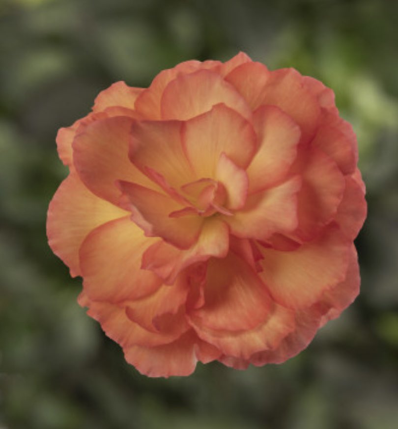 PlugplantUK's tweet photo. Pre-order your plug plants for Spring delivery: https://t.co/DLxZwKj83p 

#plugplants #gardening #lovenature #Spring2021 #loveflowers #gardenlife https://t.co/MB8uC9sCdf