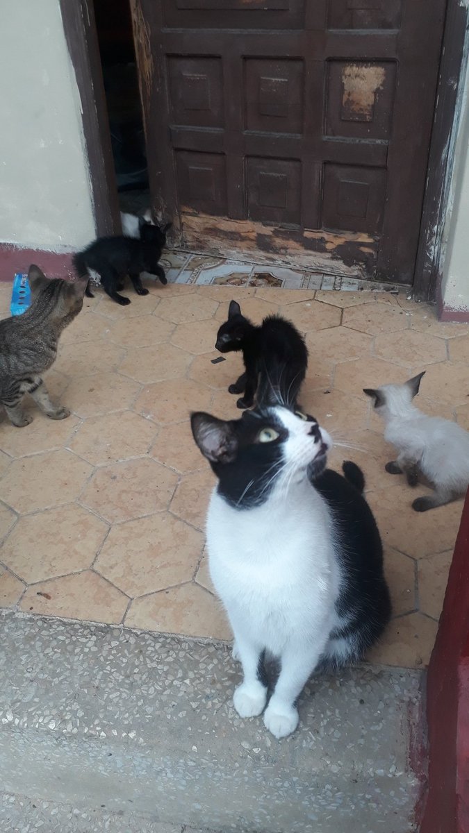 LosGatosDeBell's tweet photo. Hola chicos soy Maribel mamá humana d 50 gatos y 3perras todos rescatados, soy rescatista independiente x favor danos una patita con alimento húmedo para 5gatos viejitos, 3 bbs y para ligar a algunos gat@s q están en celo @TEAFundacion @BetyStern @RescateAnimalEC @florcis_paredes https://t.co/lus09pW2Am