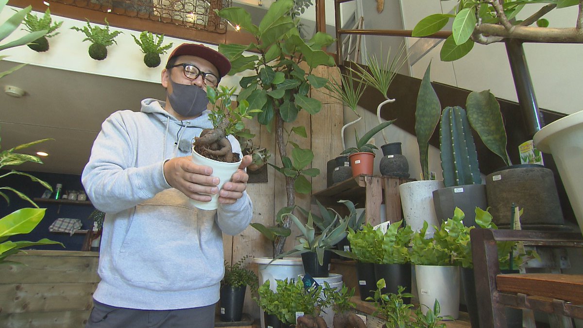 ななスパ きょうの ななスパ コロナ禍でおうち時間が長くなる中 観葉植物を育てる人が増えています 岡山市の専門店を訪ねました tunagulife ななスパ きょうの ななスパ コロナ禍でおうち時間が長くなる中 観葉植物を育てる人が増えています 岡山市の専門店を訪ねました tunagulife
