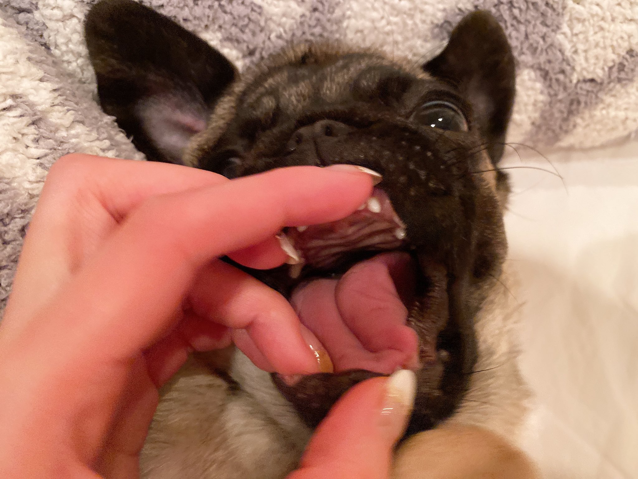 Twitter 上的 パグの ひらまさ Hiramasa Pug グラグラしてた乳歯も抜け落ち永久歯が生え揃ってきた これで大好きな鹿骨や羊も十分切り裂いて食べれるね 歯 犬の歯 生え変わり 乳歯 動物 ペット 犬 成長記録 Dog T Co Yesyp0lw2b