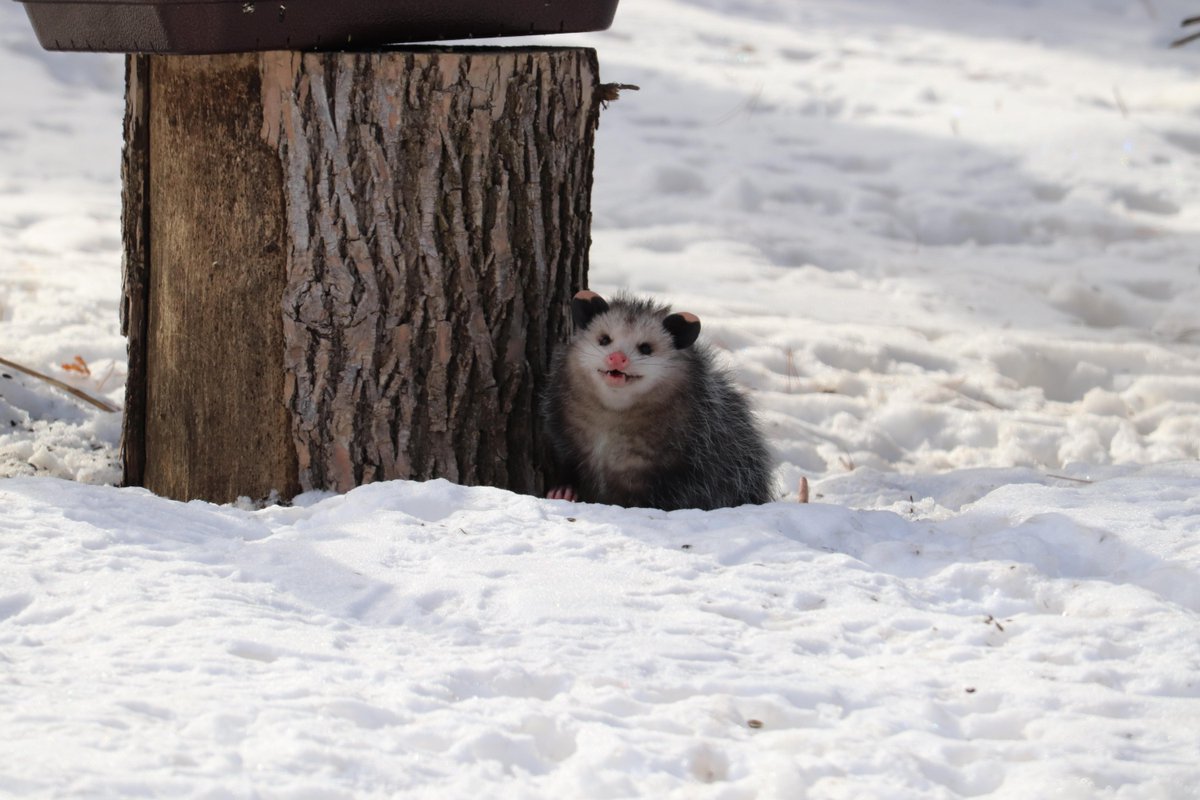 PossumEveryHour's tweet image. 