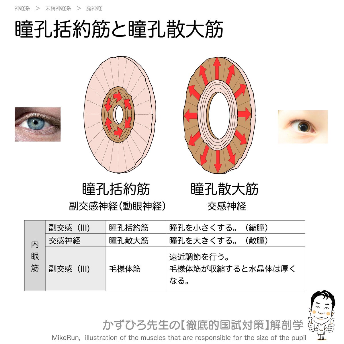 かずひろ先生 なるほど解剖学 On Twitter 瞳孔括約筋と瞳孔散大筋 瞳孔括約筋 副交感神経 動眼神経 支配 縮瞳 瞳孔散大筋 交感神経 支配 散瞳 こちらも 毛様体筋 副交感神経 動眼神経 支配 毛様体筋が収縮すると水晶体は厚くなる