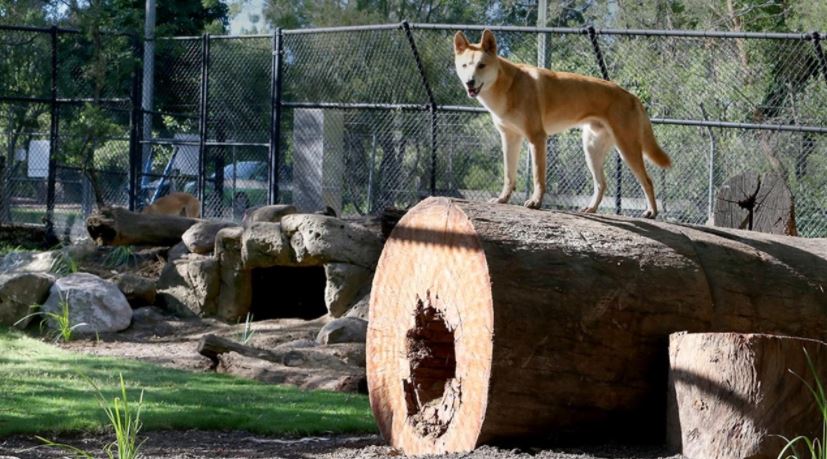 Oh no, the bats are back! Ipswich Nature Centre is shut following the arrival of a big colony of flying foxes. 

READ MORE HERE: bit.ly/3azTR9s