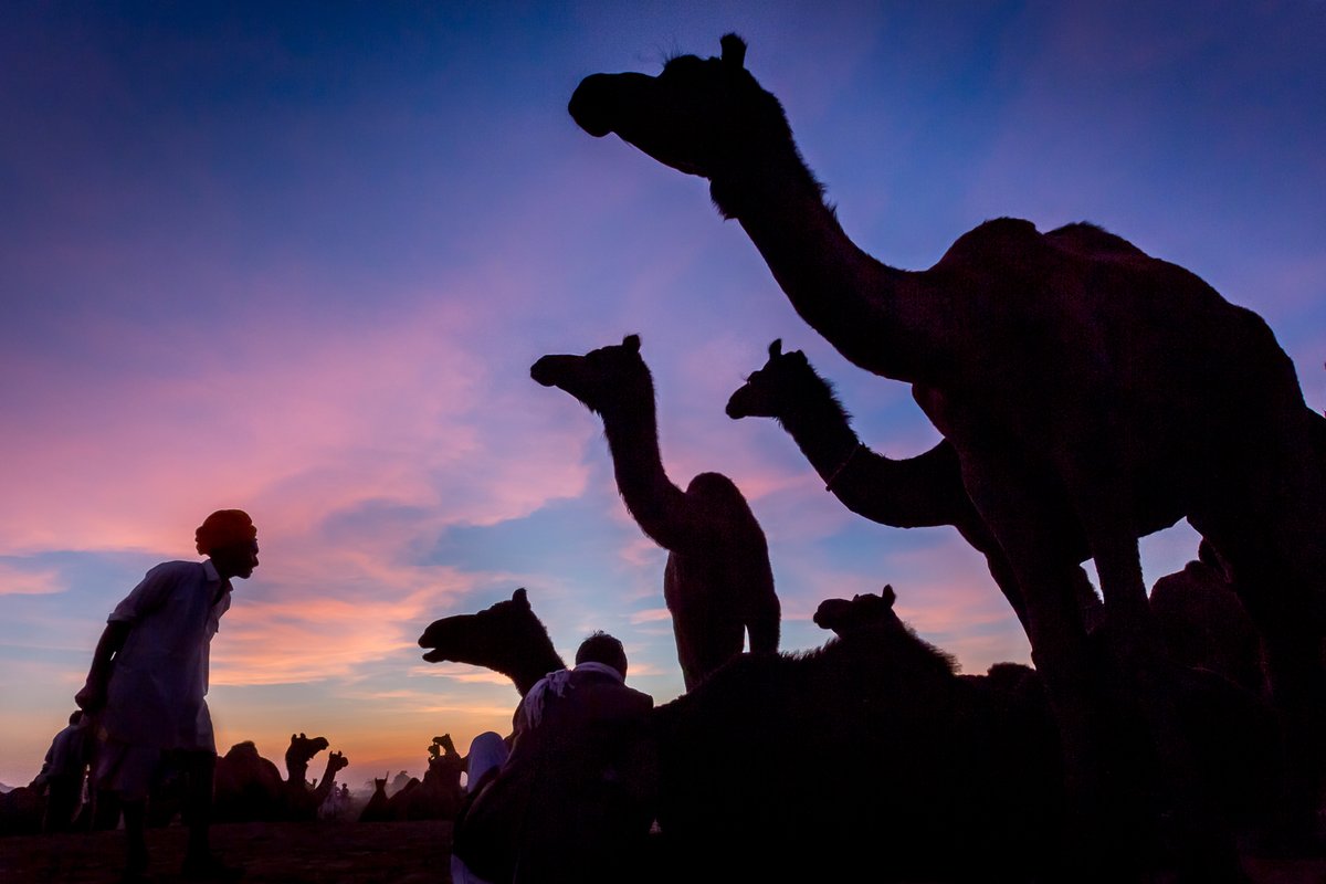 CharismaCamel's tweet photo. Camel Nostalgia, photo courtesy of Zoltan Szabo https://t.co/ZmqMxfPBay