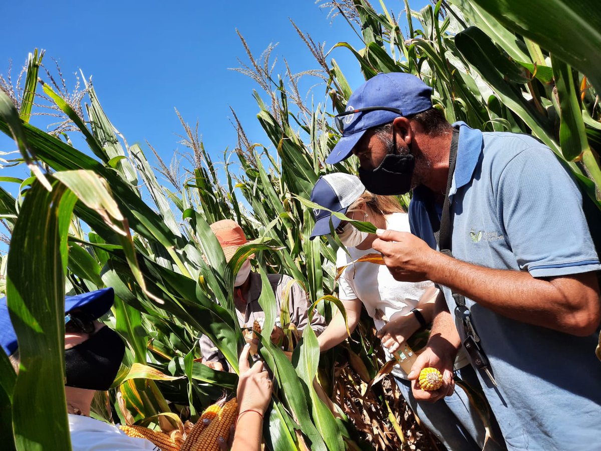 fpablo82's tweet photo. Nada mejor que estar en el campo! Excelente gira con gran parte de la Región Córdoba Este. Muy buenos ensayos en Maíz y Soja!! Nuevos materiales que la rompen🌽🌽 ! @Bayer4CropsAR https://t.co/WALa9cg0t5