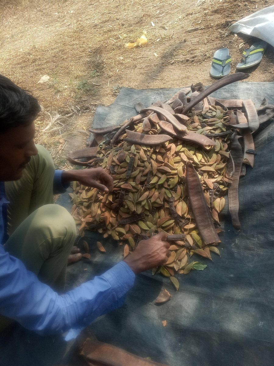 RavulapallyG's tweet photo. Procurement of Local Seed at GP Ravulapally https://t.co/AxDmP2ofxY