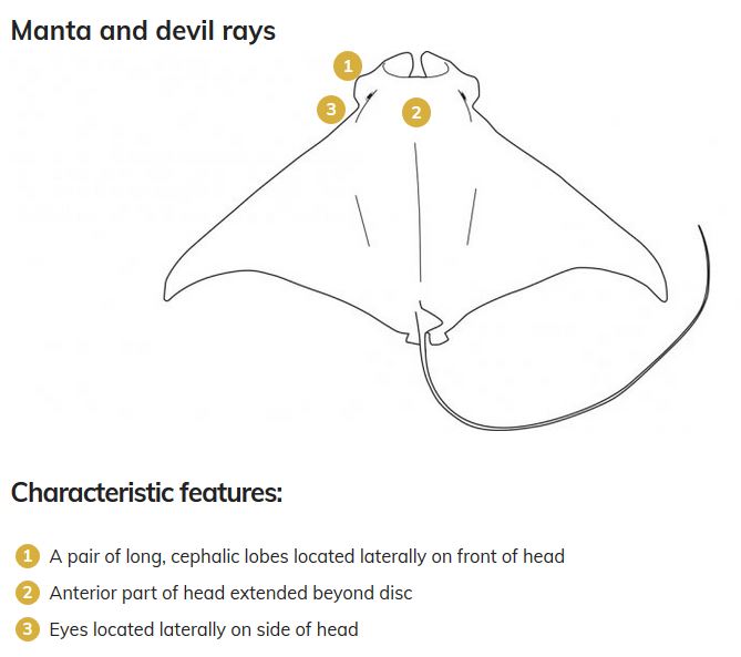 Helen O'Neill tweet media