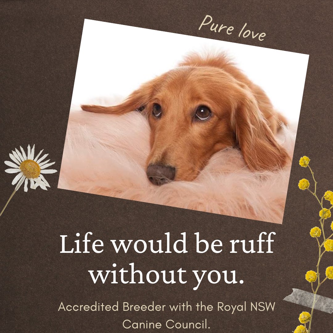 dog_nsw's tweet photo. The look of love from a healthy dog bred by an accredited Breeder with the Royal NSW Canine Council and raised as a family member. #EthicalBreeder #ResponsibleBreeder #stoppuppymills https://t.co/zi7VuiEHB0