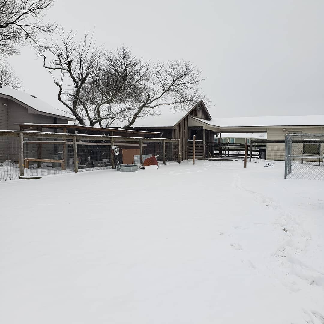 GrahamFarmTx's tweet photo. Beautiful sunny day today! 🌞
One more hard freeze tonight &amp; then the big thaw begins! Some plants have already been moved back to the greenhouse &amp; more were seeded last night. 
Spring is coming. Can you feel it? So much to do! 🥰🌱 https://t.co/rIWhE7osAE